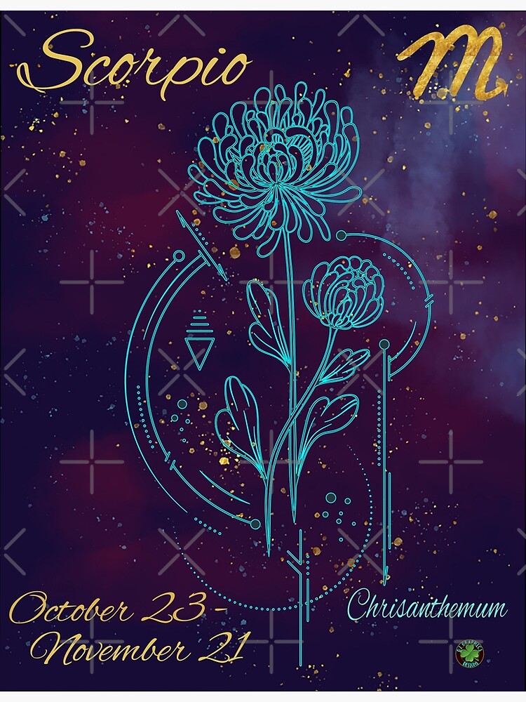 "Scorpio Zodiac November Birth Month Flower Chrysanthemum Night Sky