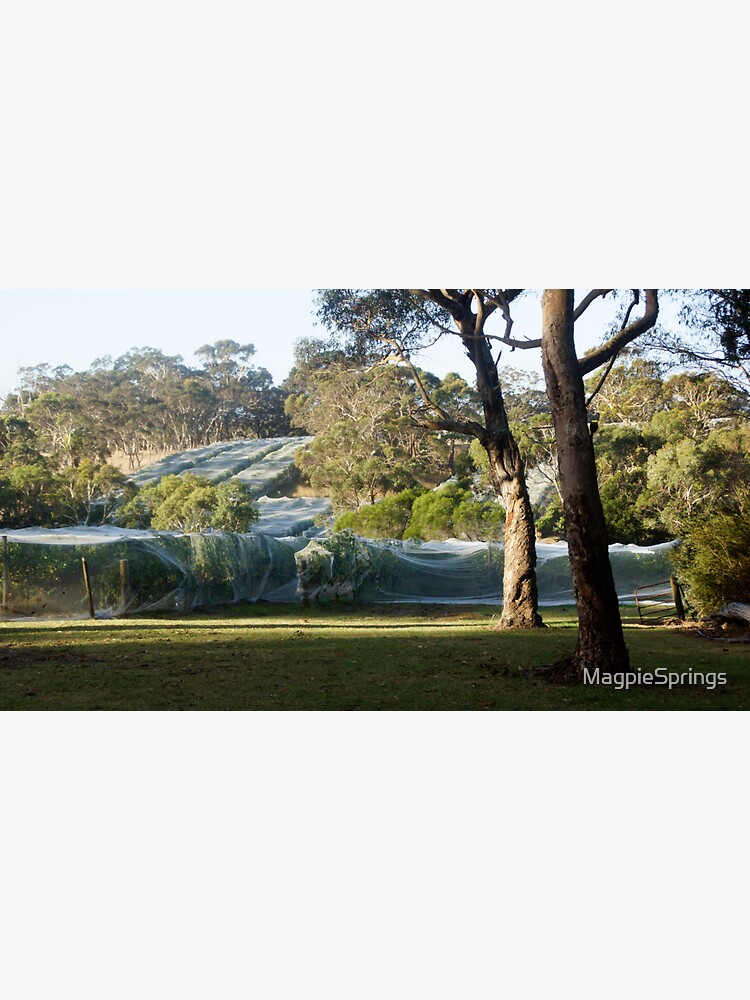 Thumbnail 3 of 3, Sticker, Nets on Vines before Vintage by Adelaide artist Avril Thomas at Magpie Springs designed and sold by MagpieSprings.