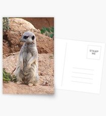 Meercat ll Postcards