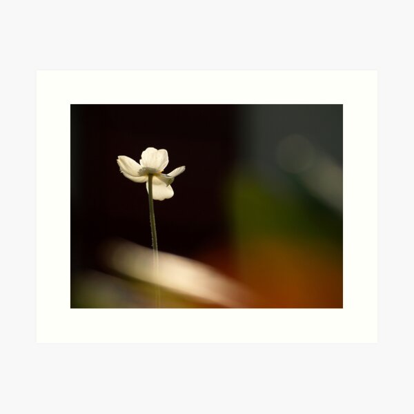 L I G T H T H R O U G H Art Print
