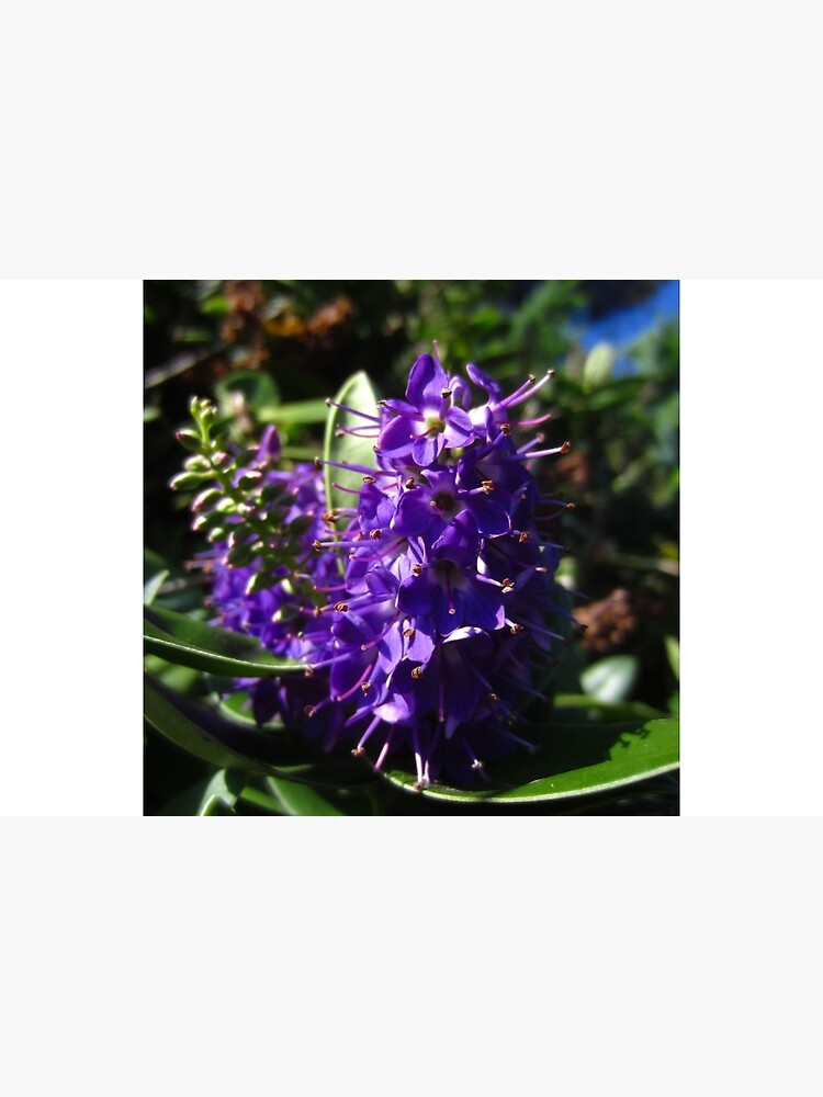 Hebe by IOMWildFlowers