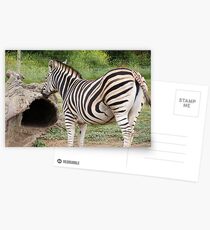 Zebra Postcards