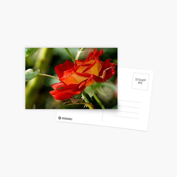 Soft Elegance Postcard