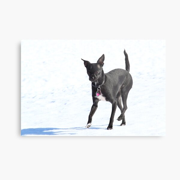 Untitled Metal Print