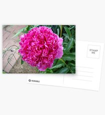 PEONY Postcards