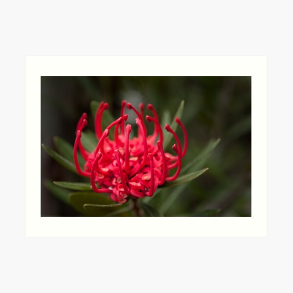 Waratah (Telopea Truncata), Mt Wellington, Tasmania Art Print