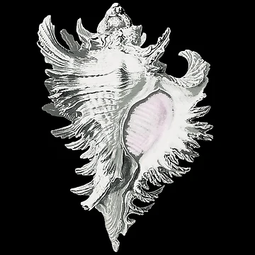 Artwork thumbnail, Conch Shell by KathteeDesign
