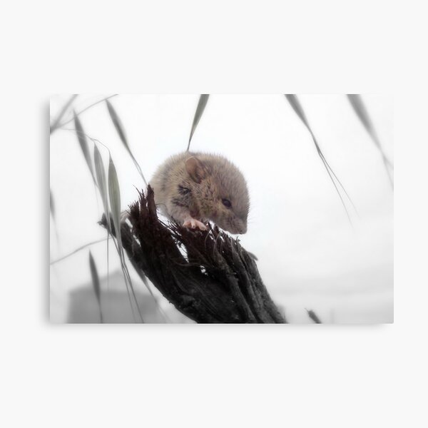 Getting Warmer Metal Print