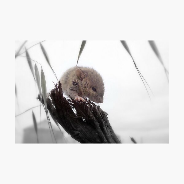 Getting Warmer Photographic Print
