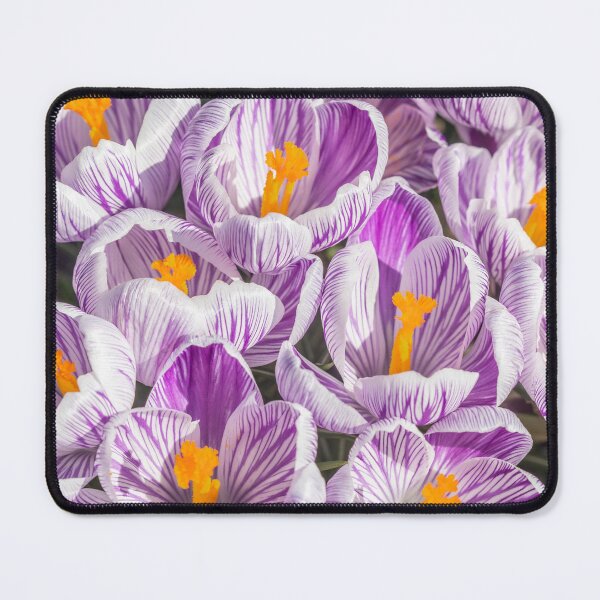 Item preview, Crocuses designed and sold by Dave Hare Photography.