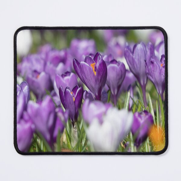 Item preview, Purple Crocus designed and sold by Dave Hare Photography.