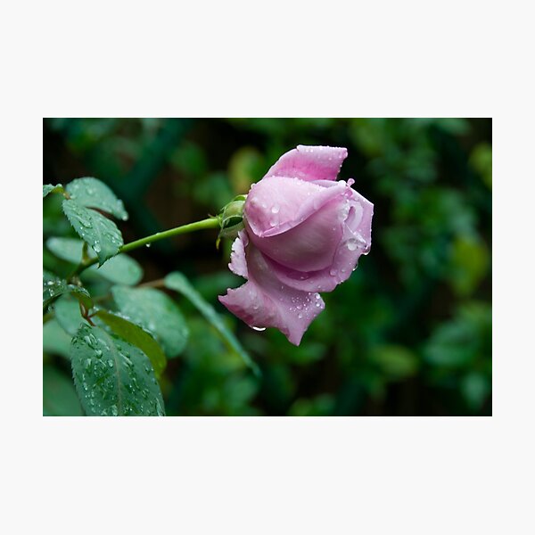 a wet lonely rose Photographic Print