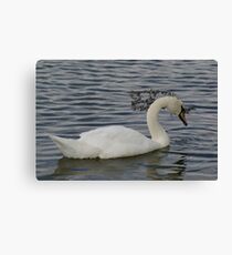 Drippng Bill Canvas Print