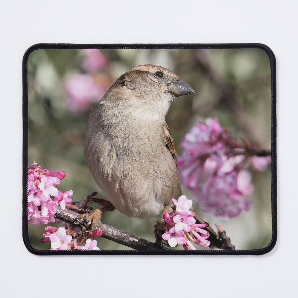 Item preview, r693/ Un Amour de Moineau   " Les Oiseaux du jardin " simply life " to Okaio Créations - Olavia-Olao  designed and sold by o.okaïo.