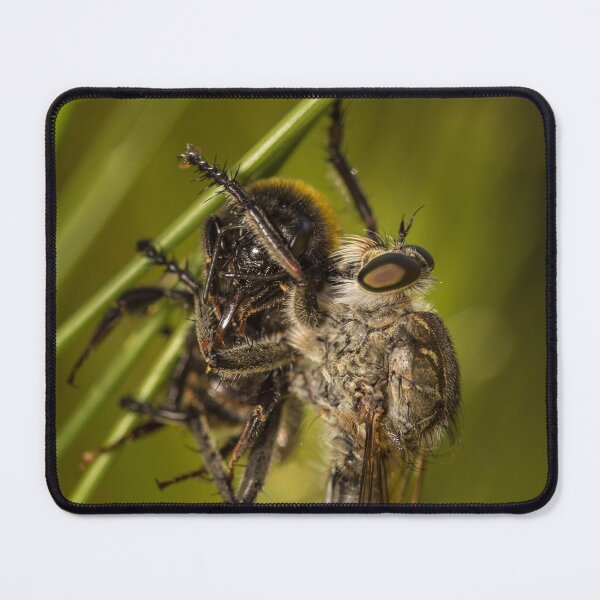 Item preview, Robber fly eating a bumblebee designed and sold by Herb81.