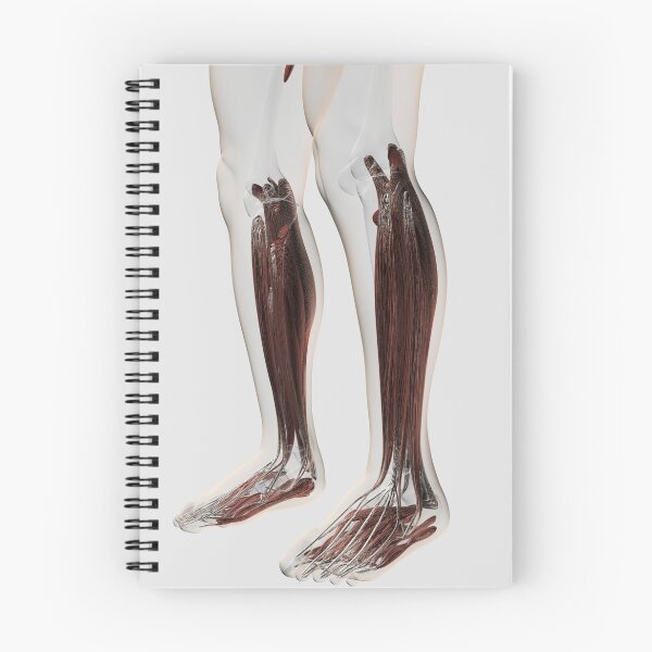 Item preview, STK700518H-Male muscle anatomy of the human legs, anterior view. designed and sold by StocktrekImages.