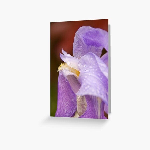 Rain drops on a Iris Greeting Card