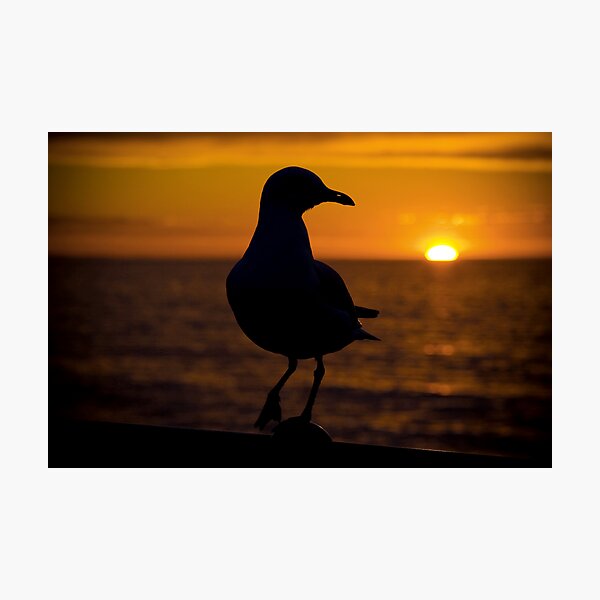 Seagull Sunset Photographic Print