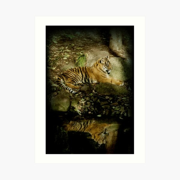 Reflections Art Print