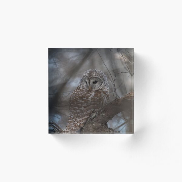 Barred Owl Acrylic Block