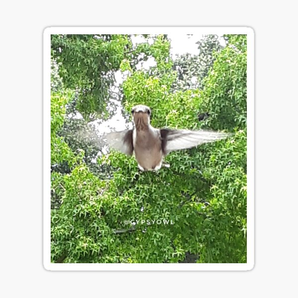 Hummingbird Sticker