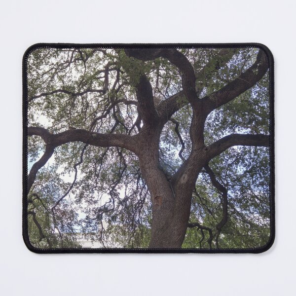 Item preview, Live Oak near Alamo Plaza, San Antonio TX designed and sold by Bonnie's Playground.