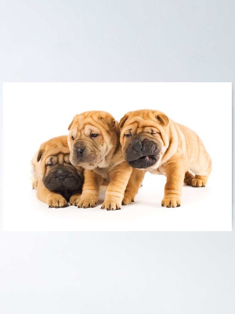 Adorable Shar Pei White Puppy Mini Chinese Shar Pei Pics Of Shar