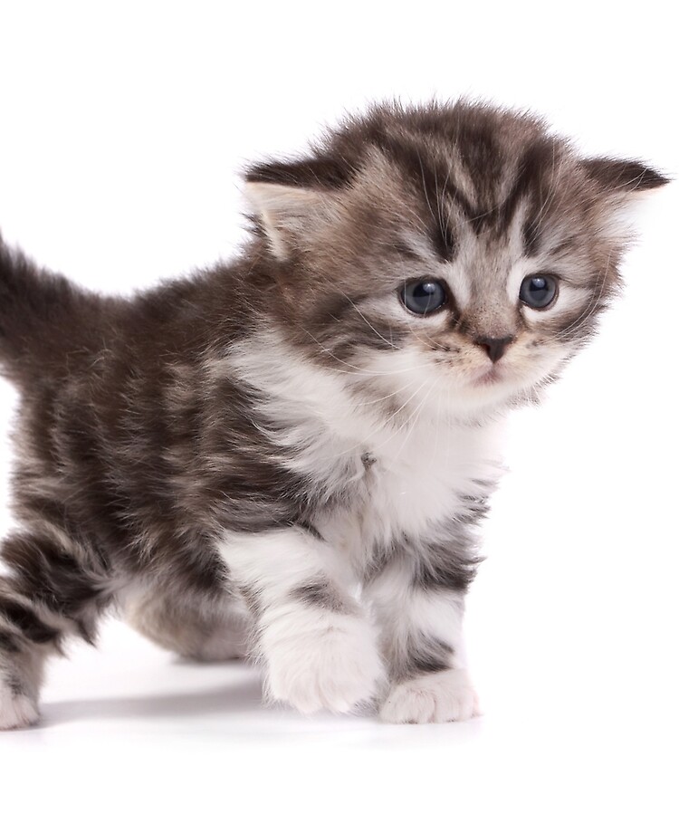 Adorable Kitten Ipad Case Skin By Dusicap Redbubble