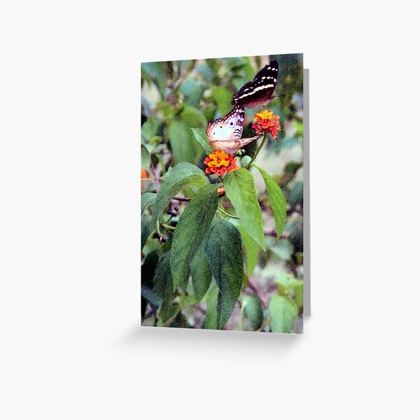 Two Peacock Butterflies On Lantana Greeting Card