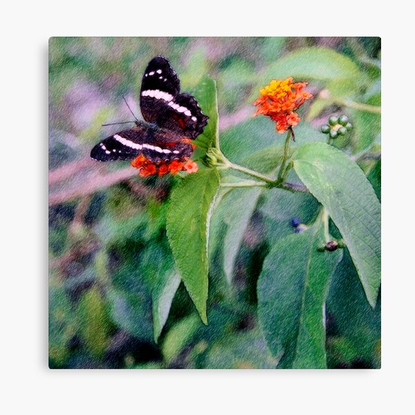 Banded Peacock Butterfly Canvas Print