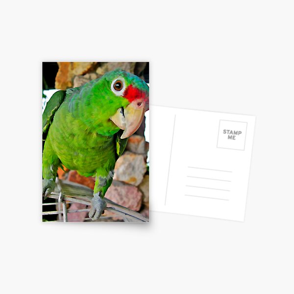 Parrot 1 Postcard