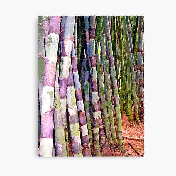 Bamboo 1 Canvas Print