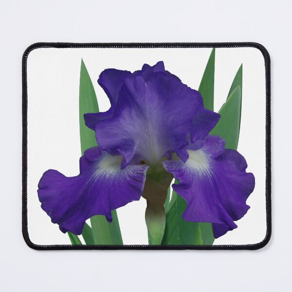 Item preview, Blue-violet Iris, Stellar Lights designed and sold by rvjames.