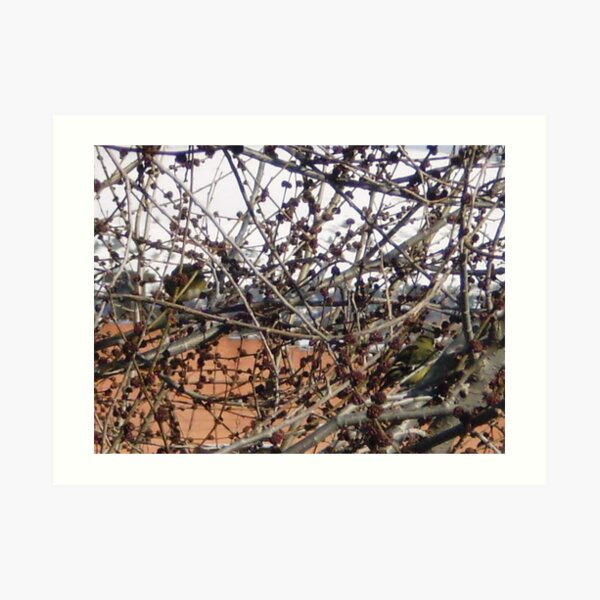 two birdies in a bush Art Print