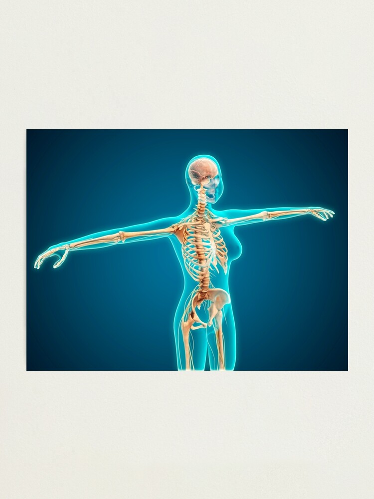 X-ray view of female body showing skeletal system. Photographic