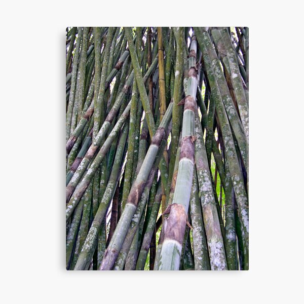 Bamboo 4 Canvas Print