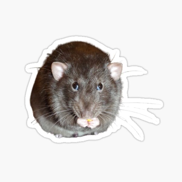 Kawaii Fat Rat Stickers 45 Pieces – omgkawaii