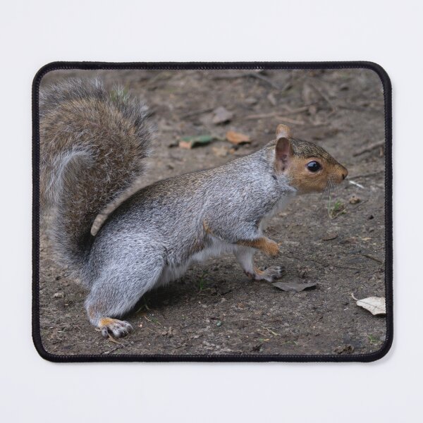 Item preview, Squirrel having Lunch. designed and sold by GingerMan2550.