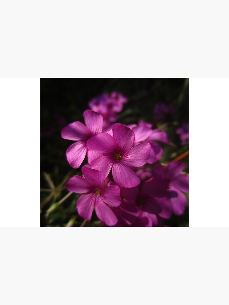 Pink-Sorrel by IOMWildFlowers