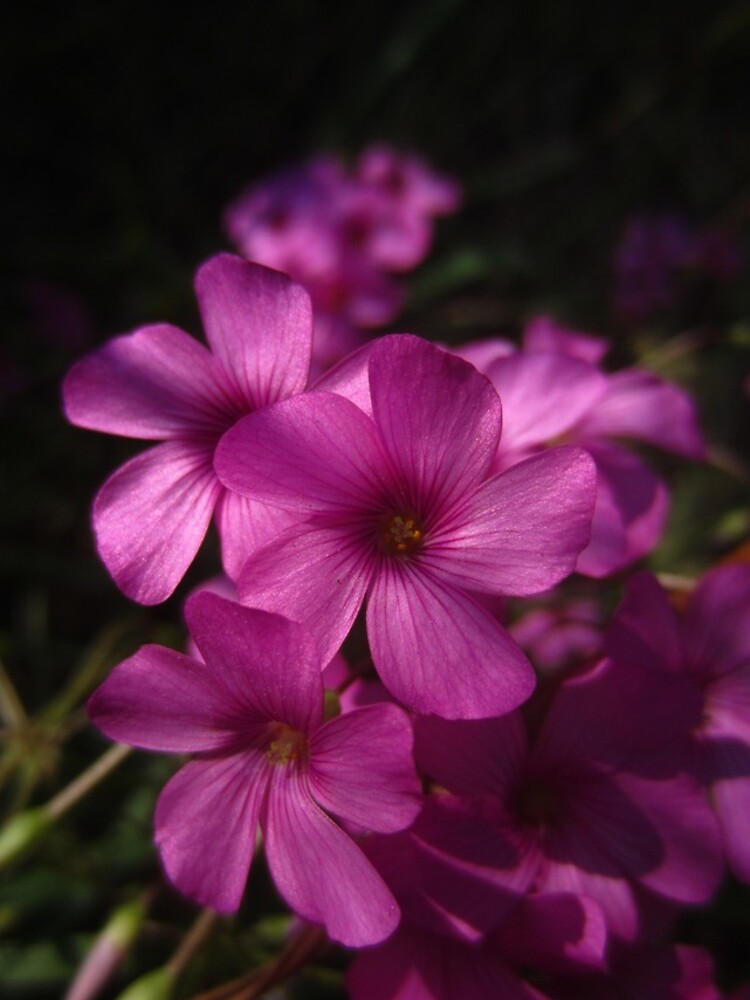 Pink-Sorrel by IOMWildFlowers