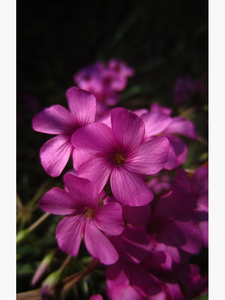 Pink-Sorrel by IOMWildFlowers
