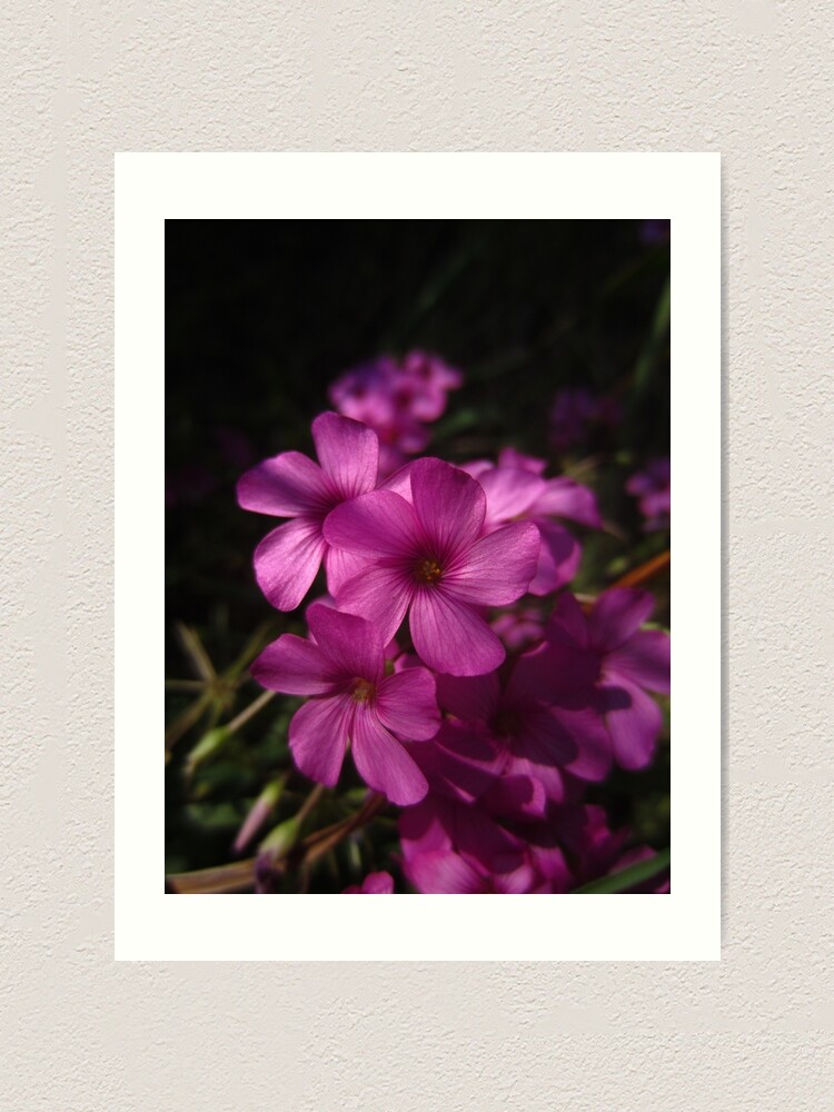 Alternate view of Pink-Sorrel Art Print