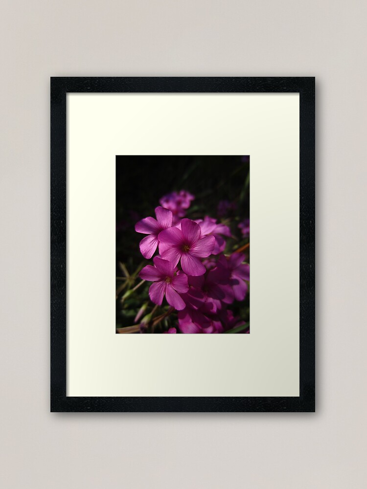 Alternate view of Pink-Sorrel Framed Art Print