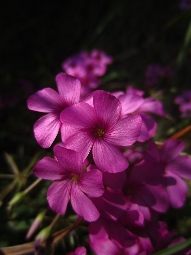 Pink-Sorrel by IOMWildFlowers