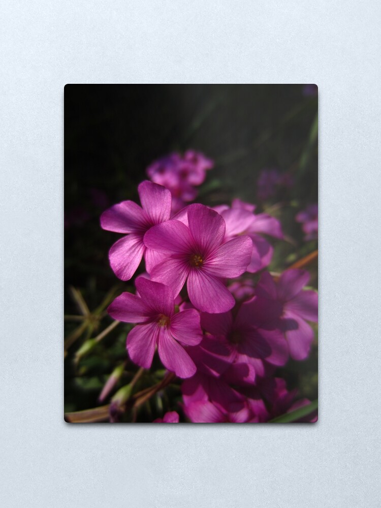 Alternate view of Pink-Sorrel Metal Print