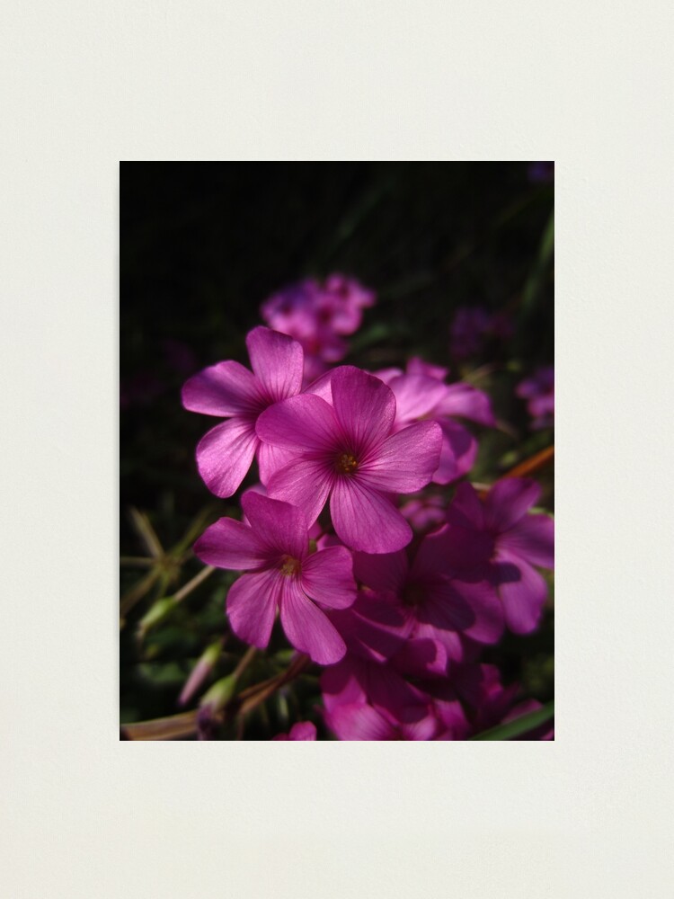 Alternate view of Pink-Sorrel Photographic Print