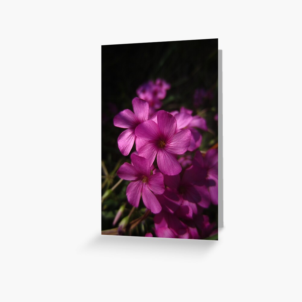 Pink-Sorrel Greeting Card