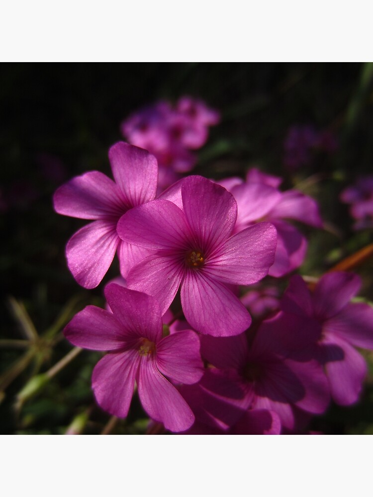 Pink-Sorrel by IOMWildFlowers