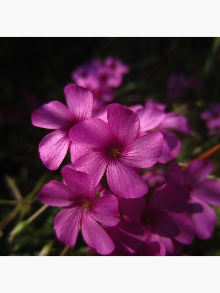Pink-Sorrel by IOMWildFlowers
