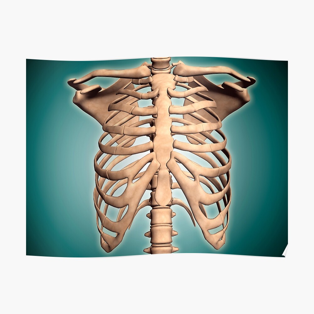 Close Up View Of Human Rib Cage Sticker By Stocktrekimages Redbubble